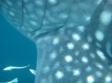 whaleshark-shark-002jpg