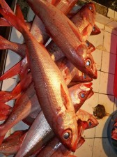 surigao-fish-market-008
