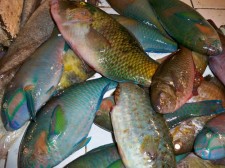 surigao-fish-market-017