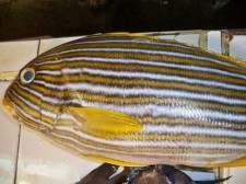 surigao-fish-market-049