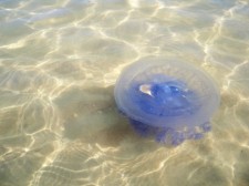 blue-jellyfish-002