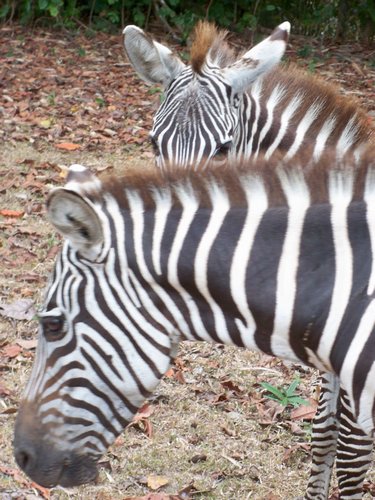beautiful-zebras-009