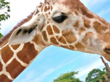 beautiful-zebras-030