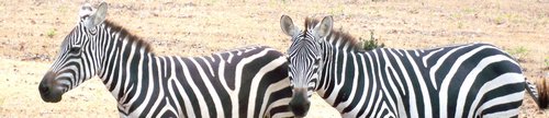 beautiful-zebras-051