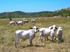 grazing cattle busuanga-back-roads-0251