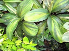 house plants