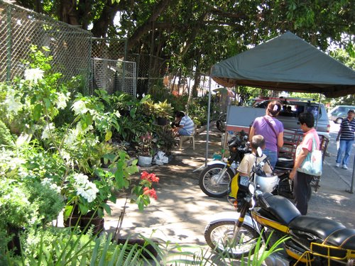 buying house plants