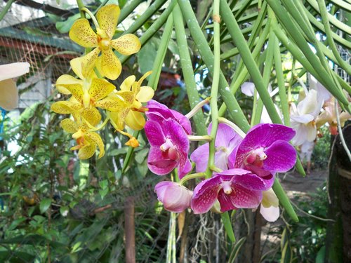 orchids orchids