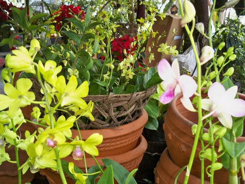garden-plants-011