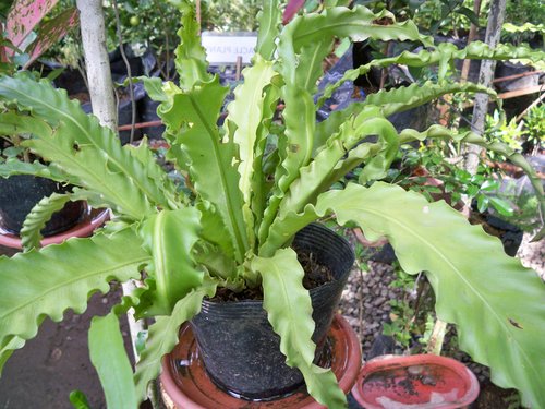 garden-plants-014