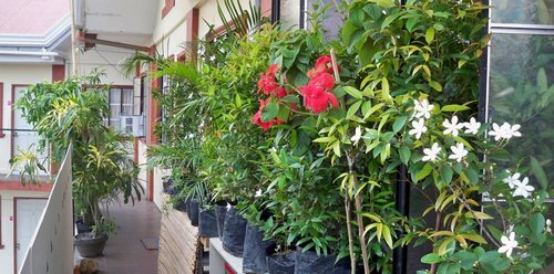 plants on balcony