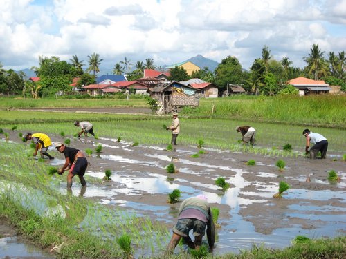 planting rice paddy