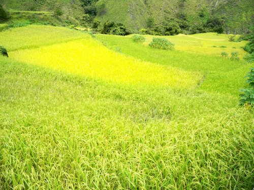 beautiful mountain rice