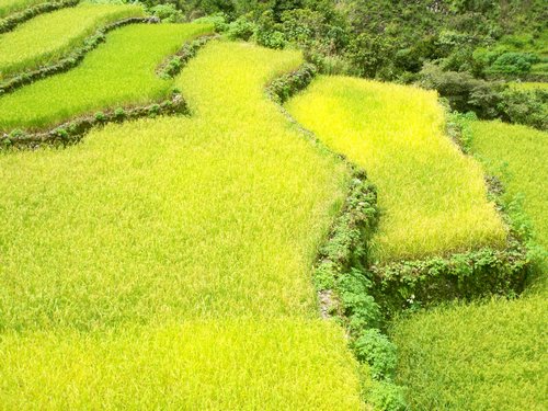 mountain grown rice
