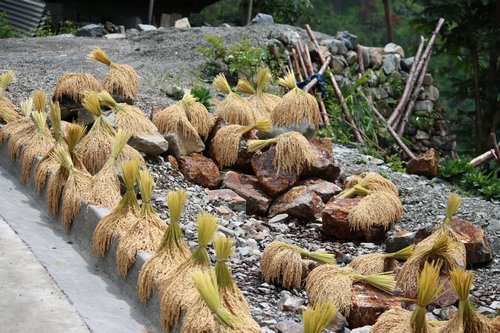 mountain rice drying on the side of the road