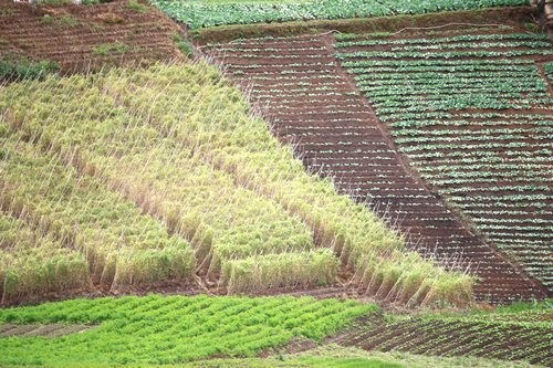 vegetable gardens