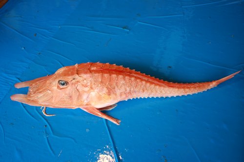 unusual fish