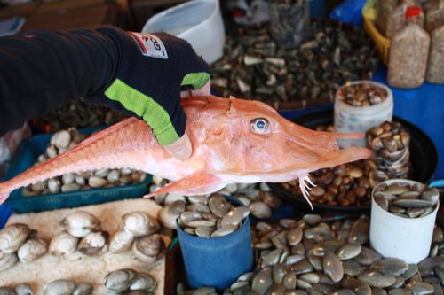 a most unusual fish in the Philippines