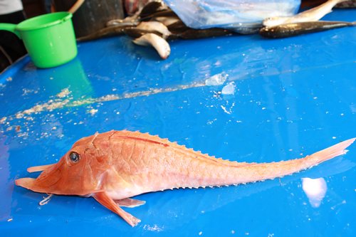 pineapple fish