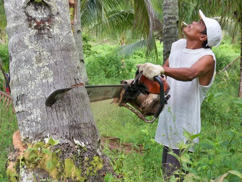 timber coconut tree falls