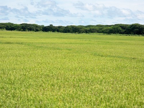 iwahig rice field