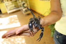 Malay Giant Scorpion