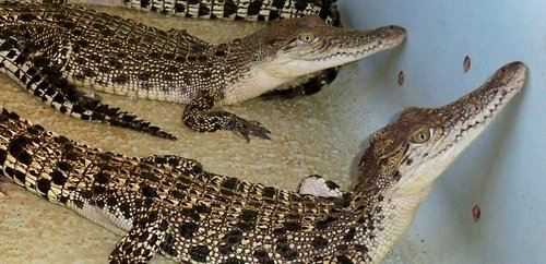 baby crocodiles