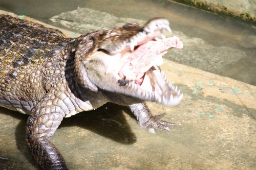 crocodile feeding