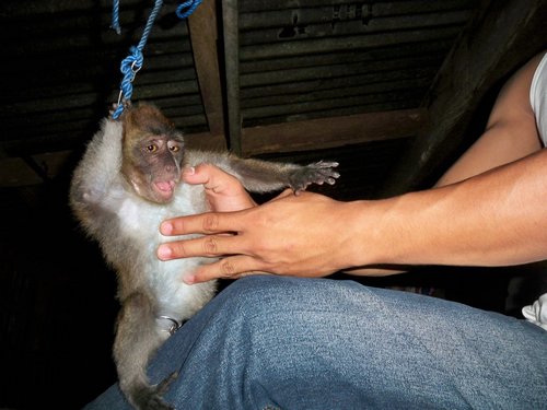 caring for a pet monkey long-tailed macaque