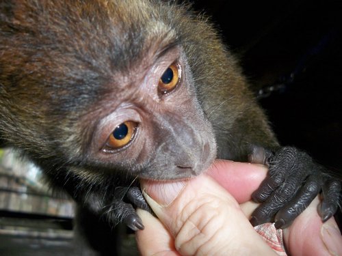 How much do finger monkeys cost?