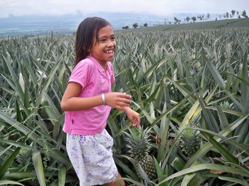 Pineapple fields