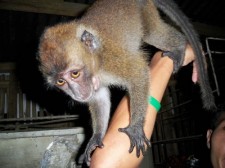 pet monkey