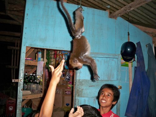 pet monkey pet monkey