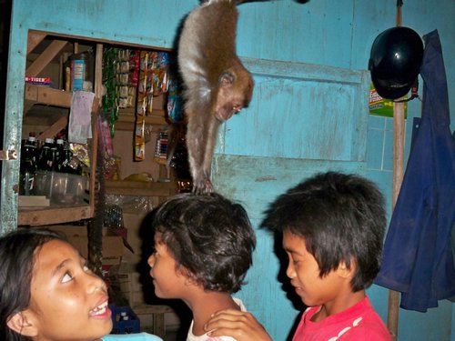 pet monkey pet monkey