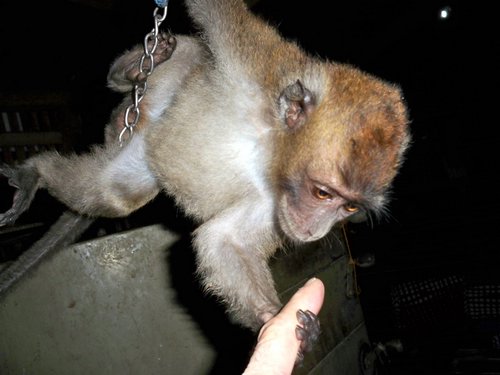 handling a pet monkey handling a pet monkey