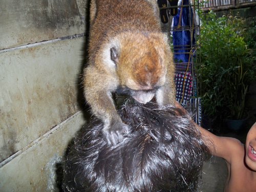 monkey grooming kids hair