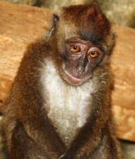 young female monkey as a pet in the philippines