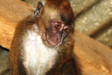 Raising a pet monkey