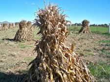 Corn Stalks in Amish Country
