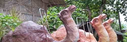 happy camels
