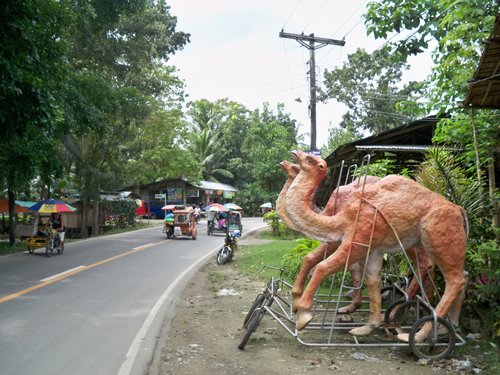 camels by the road