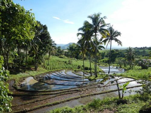 small rice fields