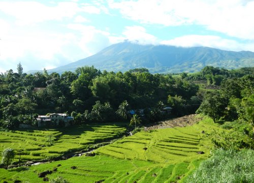 rice fields near Canlaon
