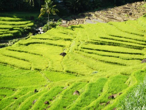 the not famous rice terraces near Canlaon