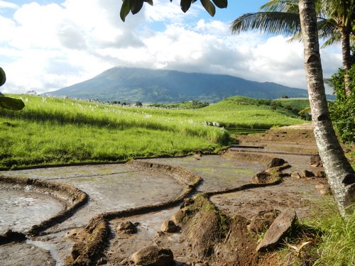 Canloan with rice paddy