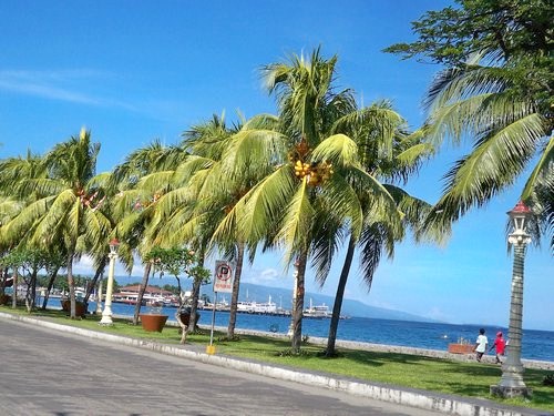 coconut trees