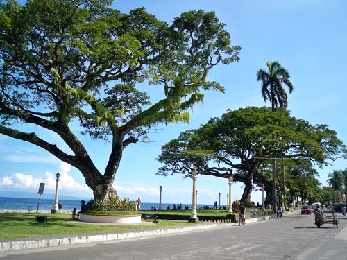 big trees by the seawall in Dumaguete