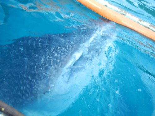 whaleshark mouth when feeding