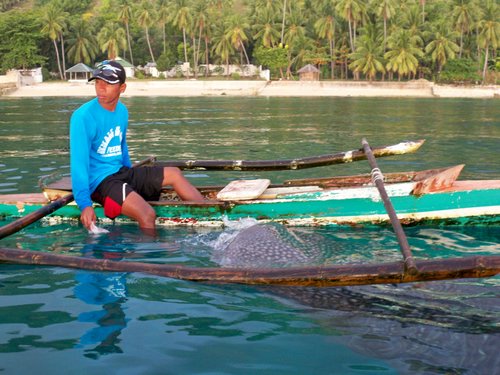 feeding whalesharks in Oslob