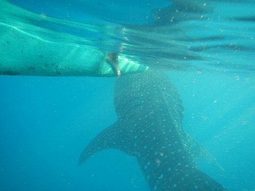 whale shark with boat